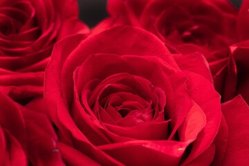Close-up of red roses on a black background