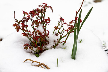 A flower blooms among the snow in spring