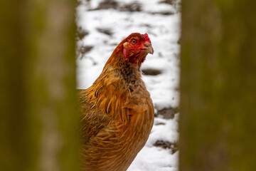 A chicken inside a snowy pen looks at the camera