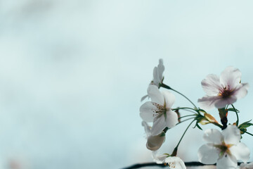 2024年4月の東京に咲いた桜の花 - obrazy, fototapety, plakaty