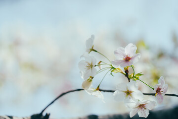 2024年4月の東京に咲いた桜の花