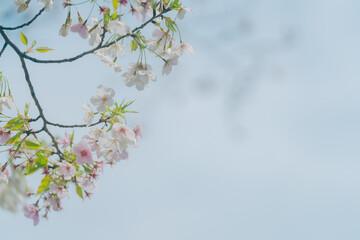 2024年4月の東京に咲いた桜の花