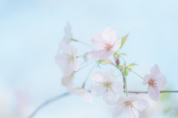 Naklejka na ściany i meble 2024年4月の東京に咲いた桜の花