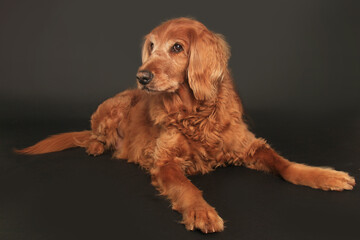 Dog studio portrait on black background.. Golden Irish mixed breed. Cross between Golden Retriever and Irish Setter. Large canine. 