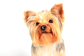 Yorkshire Terrier dog. Yorkie portrait on white background in studio. Cute puppy.  - 774071017