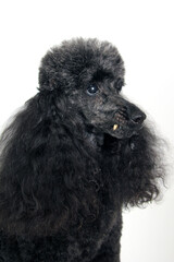 Black standard poodle portrait. Purebred dog in studio. Headshot, isolated on a white background.  - 774071031