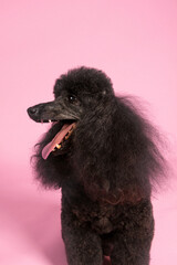 Black standard poodle portrait. Purebred dog in studio. Head shot with tongue out on a pink background. 