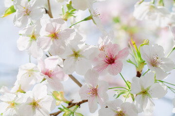 2024年4月の東京に咲いた桜の花