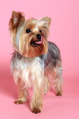 Yorkshire terrier dog photographed in studio. Little groomed yorkie portrait.  - 774071220
