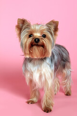 Yorkshire terrier dog photographed in studio. Little groomed yorkie portrait.  - 774071241