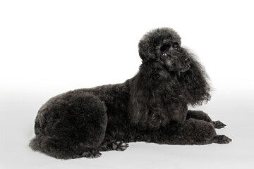 Black standard poodle portrait. Purebred dog laying down in studio. Isolated on white.  - 774071261
