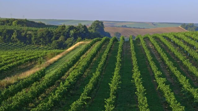 Vineyard with Hibernal near Cejkovice, Southern Moravia, Czech Republic
