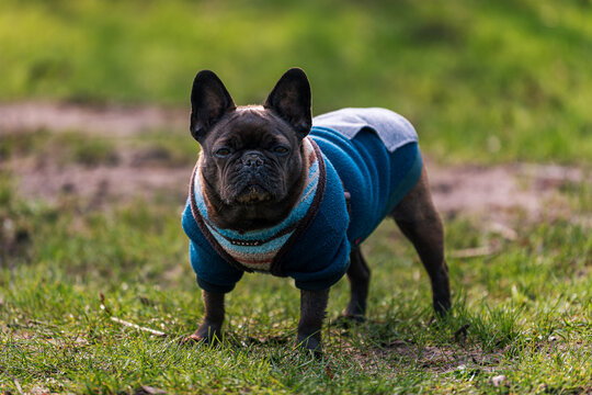 Franz&ouml;sische Bulldogge