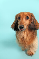 dog, dachshund, pet, canine, animal, breed, purebred, longhair, longhair dachshund, doggy, portrait,  - 774073402