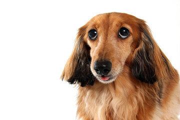 dog, dachshund, pet, canine, animal, breed, purebred, longhair, longhair dachshund, doggy,...
