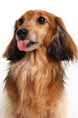 dog, dachshund, pet, canine, animal, breed, purebred, longhair, longhair dachshund, doggy, portrait,  - 774073454