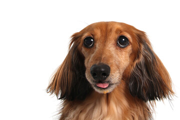 dog, dachshund, pet, canine, animal, breed, purebred, longhair, longhair dachshund, doggy, portrait, 