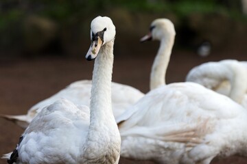 Selective focus shot of white swans on blur background