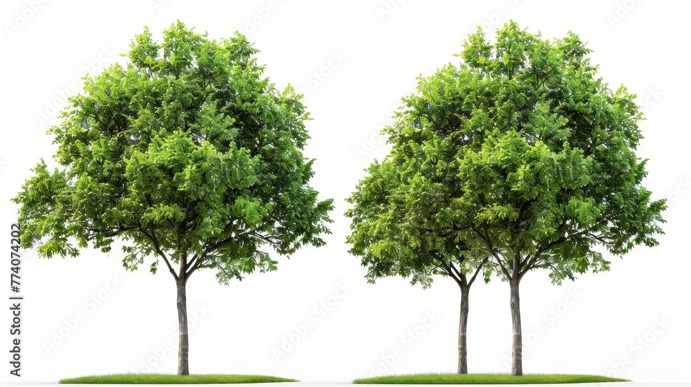 Poster Isolated green trees on a white background. Partial cut path and alpha channel for both print and web pages