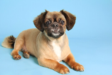 Little puggle dog in studio portrait. Mixed breed dog. Pekingese and Beagle cross. - 774074260
