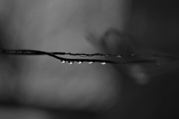 Selective focus of a bare branch of a tree covered with waterdrops shot in grayscale