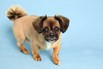 Little puggle dog in studio portrait. Mixed breed dog. Pekingese and Beagle cross. - 774074405