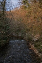 Vertical shot of a fresh river surrounded by green and yellow trees in an autumnal forest