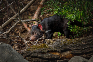 Tasmanian devil, Sarcophilus harrisii, in bush. Australian masupial walking on rotten tree trunk,...