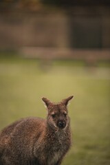Vertical shot of a red wallaby standing in a green field with blur background - obrazy, fototapety, plakaty
