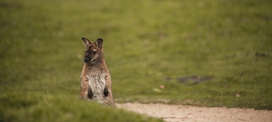 Wide shot of a red-necked bennett's wallaby standing in a green field with blur background