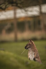 Red-necked bennett's wallaby standing in a green field with blur background. Vertical shot © Wirestock
