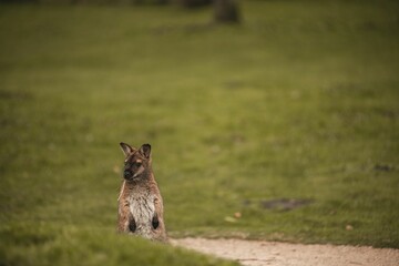 Red-necked bennett's wallaby standing in a green field with blur background © Wirestock