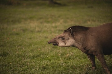 Brazilian Tapir Standing Green Grass