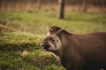 Side view of a South American tapir standing on green grass at the zoo with blur background