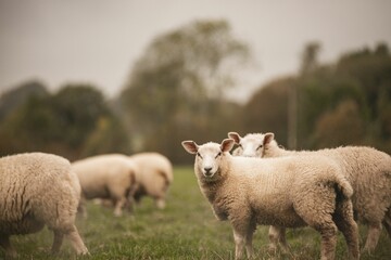 Group of Welsh Mountain sheep  grazing in a field