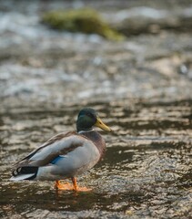 Shallow focus of a mallard standing on water