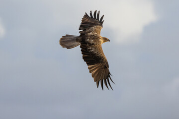 Whistling Kite (Bird of Prey) scavenging for food along 75 mile beach on K’gari (Fraser Island),...