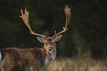 Selective focus of the red deer (Cervus elaphus) with horns standing in the field in the daytime