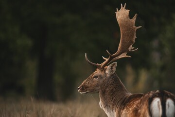 Selective focus of the side view of the red deer (Cervus elaphus) with horns standing in the field