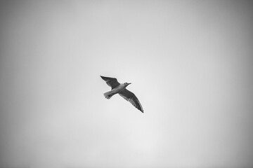 Seagull flying in sky in black and white