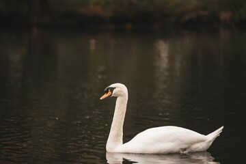 Swan swimming in water