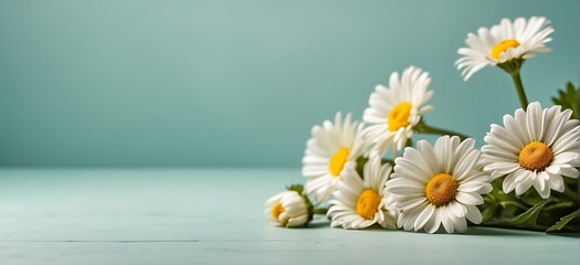 daisy chamomile flowers on green background with copy space