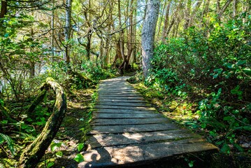 Closeup of the Wild Pacific Trail surrounded by trees in Ucluelet, BC