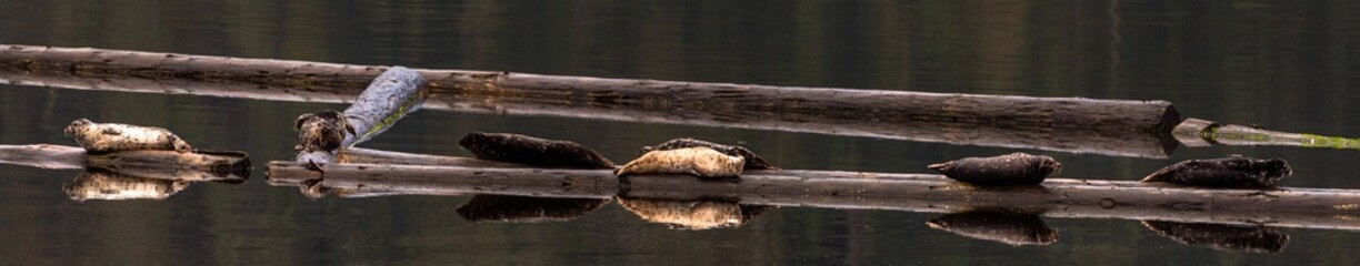 Panoramic view of Seals lying on the timber on the lake