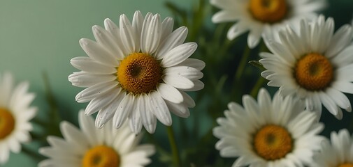 White daisies on a green background. Chamomile flowers - obrazy, fototapety, plakaty