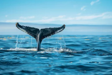 Foto op Canvas humpback whale tail in the ocean © ananda