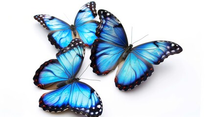 Fototapeta na wymiar Isolated blue tropical butterflies on white. Moths for designs.