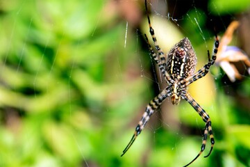 Closeup of a silver argiope spider on the web in a field with a blurry background