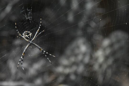 Closeup of a silver argiope spider on the web in a field with a blurry background