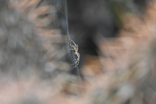 Closeup of a silver argiope spider on the web in a field with a blurry background